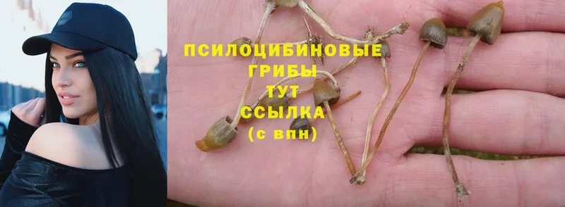 Псилоцибиновые грибы Psilocybine cubensis  Богородск 